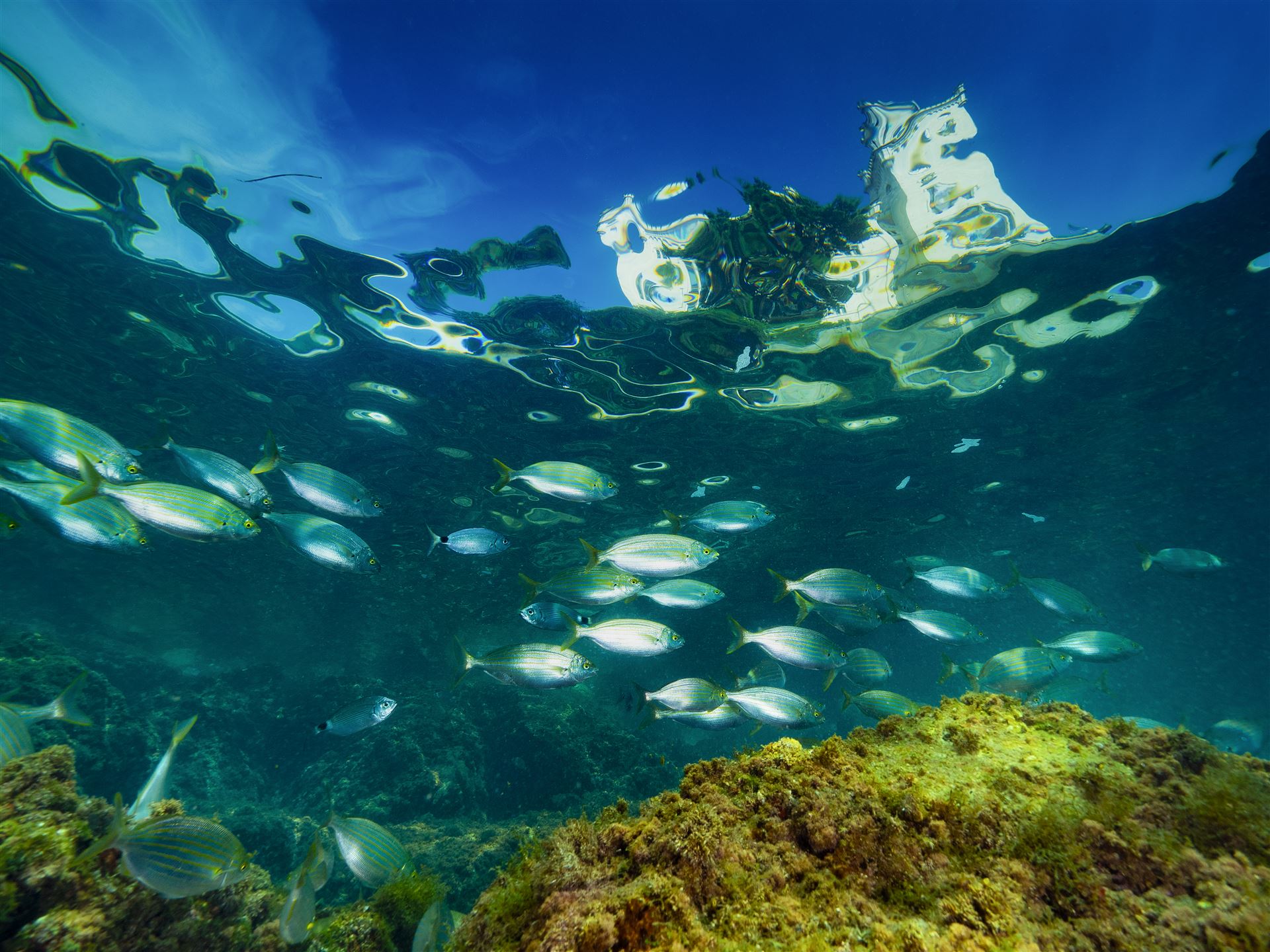 AMP_Miramare_©Roberto_Valenti_salpe_sotto_castello