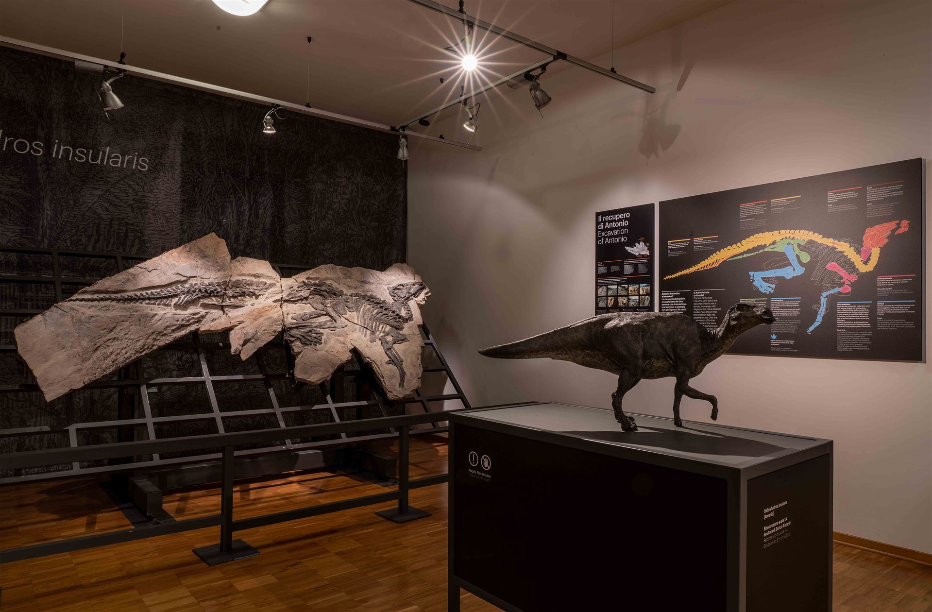 dinosauro Antonio museo storia naturale